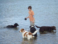 Water dogs