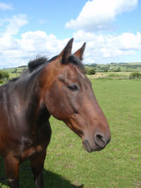 Merlin posing