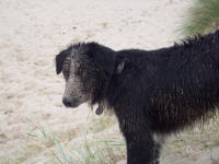 Sand dog